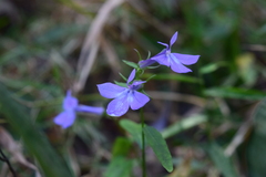 Lobelia amoena