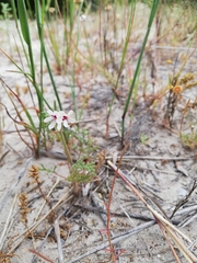 Pelargonium senecioides