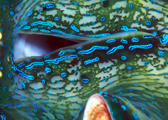 Tridacna gigas