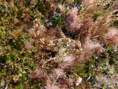 Lipophrys trigloides