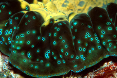 Tridacna gigas