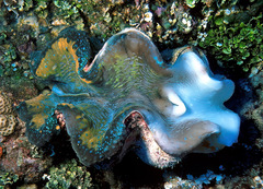 Tridacna gigas