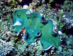 Tridacna gigas