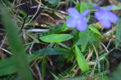 Lobelia amoena