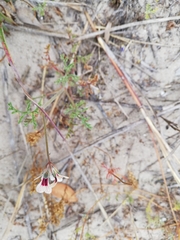 Pelargonium senecioides
