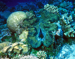 Tridacna gigas