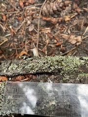 Cladonia transcendens