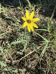 Berlandiera lyrata