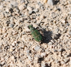 Cicindela