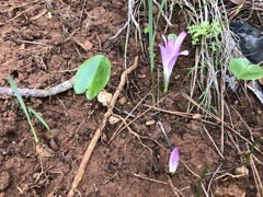 Colchicum filifolium