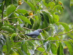 Dicrurus leucophaeus