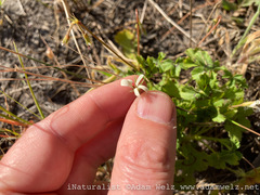 Pelargonium elongatum