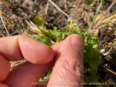 Pelargonium elongatum