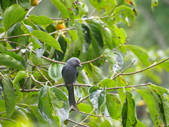 Dicrurus leucophaeus