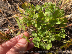Pelargonium elongatum