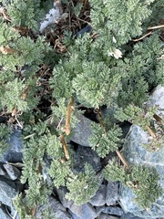 Artemisia santolinifolia
