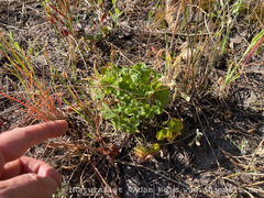 Pelargonium elongatum