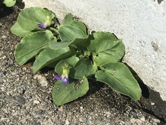 Viola fimbriatula