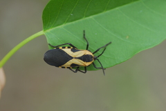 Sephina