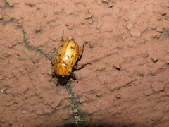 Cyclocephala lunulata