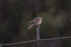 Sturnella magna lilianae