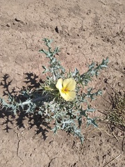 Argemone subfusiformis