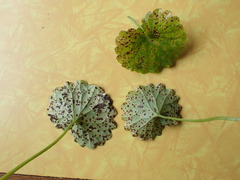 Puccinia glechomatis