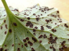 Puccinia glechomatis