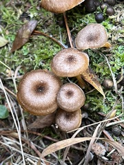 Chrysomphalina chrysophylla
