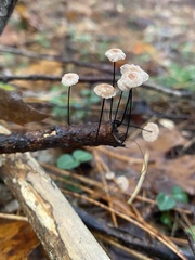 Marasmius