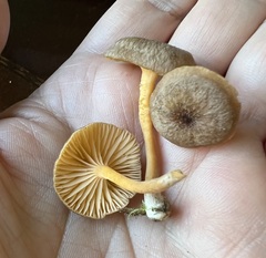 Chrysomphalina chrysophylla