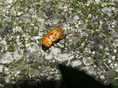 Cyclocephala lunulata