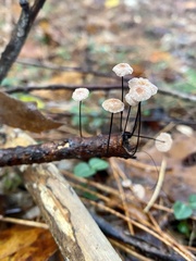 Marasmius