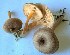 Chrysomphalina chrysophylla