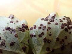 Puccinia glechomatis