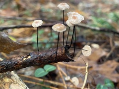 Marasmius