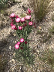 Phaenocoma prolifera