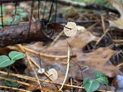 Marasmius