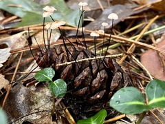 Marasmius