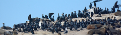 Phalacrocorax capensis