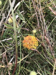 Leucospermum prostratum