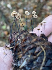 Marasmius