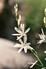 Anthericum liliago