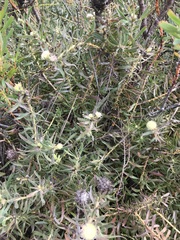 Leucospermum prostratum