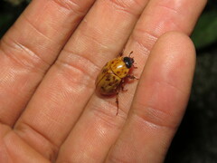 Cyclocephala lunulata