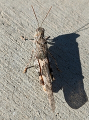 Trimerotropis