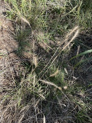 Elymus canadensis