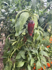 Capsicum annuum annuum