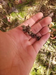 Aureolaria virginica