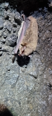 Myotis velifer